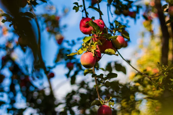 Elma Ağacında Kırmızı Lezzetli Elmalar — Stok fotoğraf