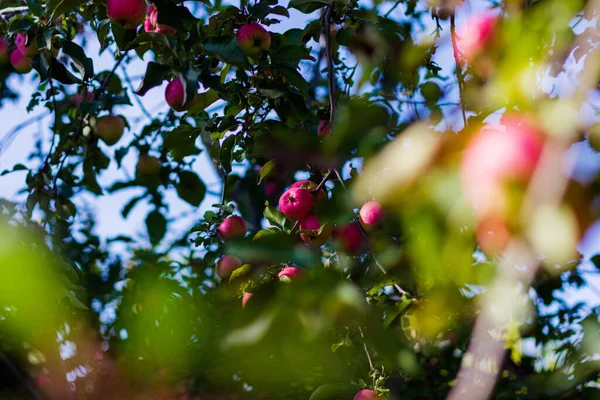 Manzanas Rojas Sabrosas Manzano — Foto de Stock