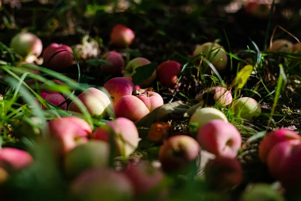 Bahçedeki Çimlerin Üzerinde Kırmızı Lezzetli Elmalar — Stok fotoğraf
