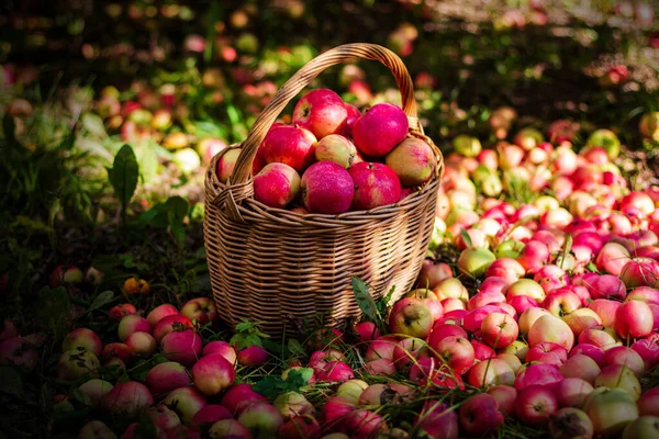 Sabrosas Manzanas Rojas Cesta Jardín Día Soleado — Foto de Stock