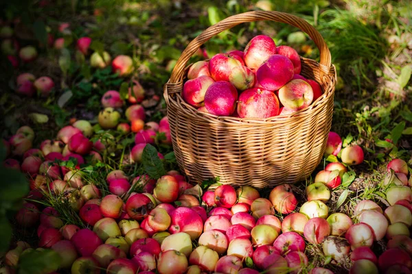Güneşli Bir Günde Bahçede Sepetteki Kırmızı Elmalar — Stok fotoğraf