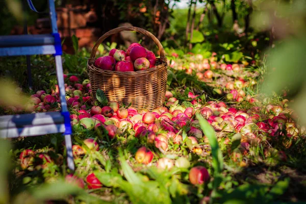 Maçãs Vermelhas Saborosas Cesta Jardim Dia Ensolarado — Fotografia de Stock