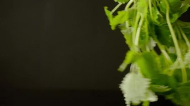 Melissa siyah arka planda. Yavaş çekim.