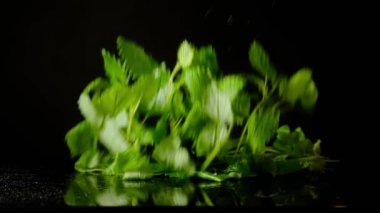 Melissa siyah arka planda. Yavaş çekim.