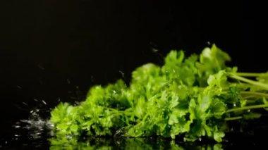 Siyah Arkaplanda Su Sıçratan Frizya Maydanozu, Yavaş Çekim 4K