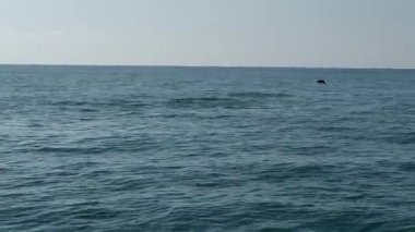 Yunuslar atlıyor, Karadeniz, batumi