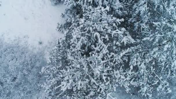 Vista aerea della foresta invernale. Vista dall'alto — Video Stock