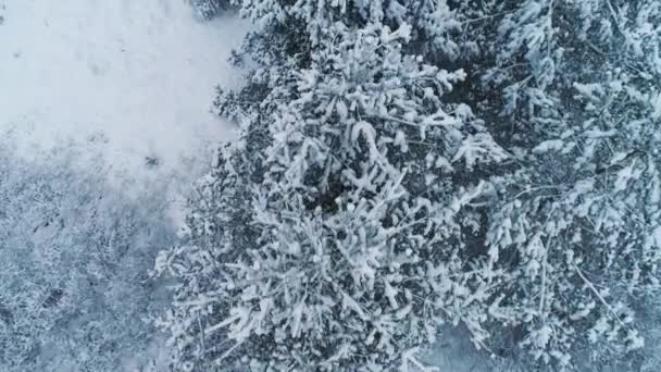 Vista aérea del bosque de invierno. Vista superior — Vídeos de Stock