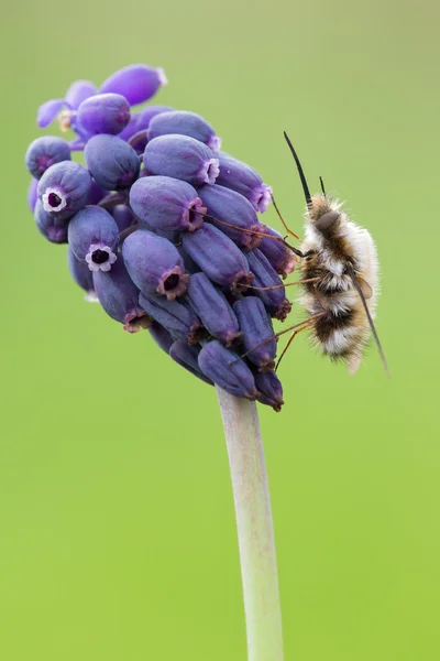 Bombylius on flower — Stock Photo, Image
