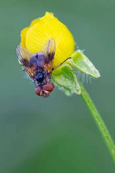 Ectophasia crassipennis fêmea — Fotografia de Stock