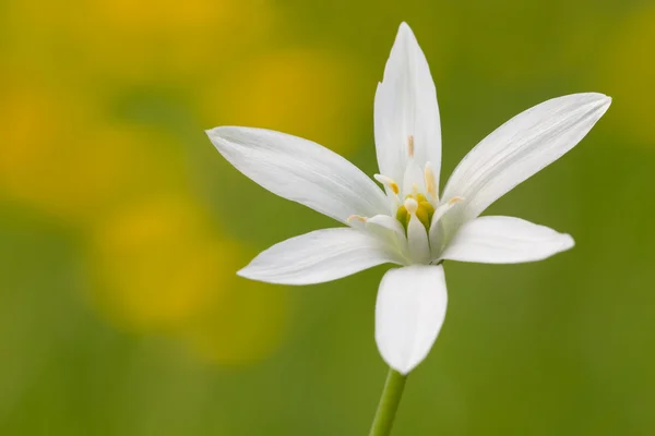 Estrela da flor de Belém (Ornithogalum ) — Fotografia de Stock