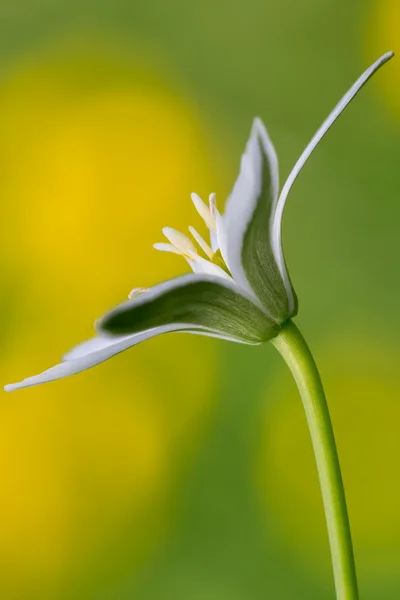 Estrella de la flor de Belén (Ornithogalum ) — Foto de Stock