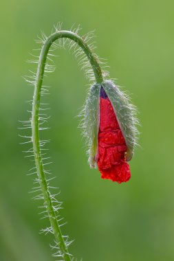 Haşhaş (gelincik (bitki) )