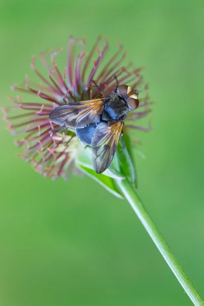 Miturgidae spider wildlife — Stock Photo, Image