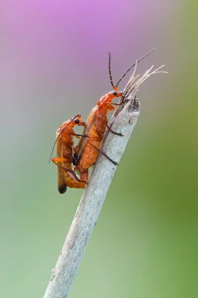 Miturgidae örümcek yaban hayatı — Stok fotoğraf