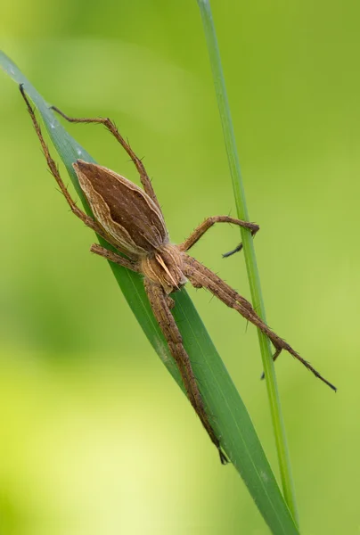 Митургиды-пауки — стоковое фото