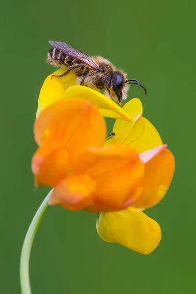 European honey bee — Stock Photo, Image