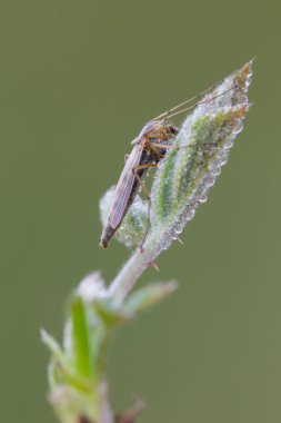 Sivrisinek doğal arka plan ile