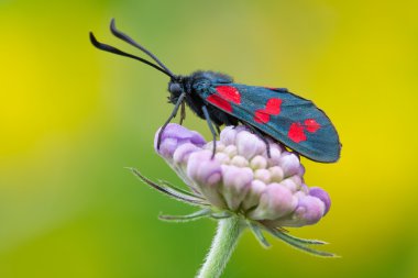 Zygaena filipendulae güve