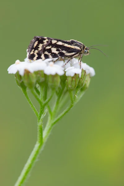 Azufre manchado (Emmelia trabealis ) —  Fotos de Stock