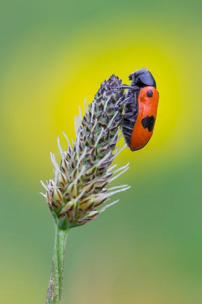 Lachnaia italica macro — Stock Photo, Image