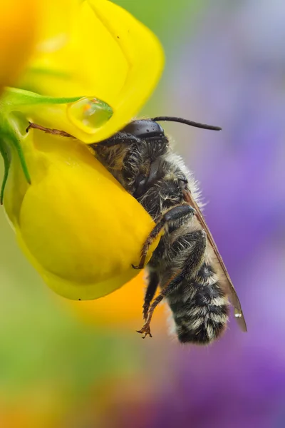 European honey bee — Stock Photo, Image