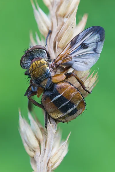 Ectofasia crassiffo maschio — Foto Stock