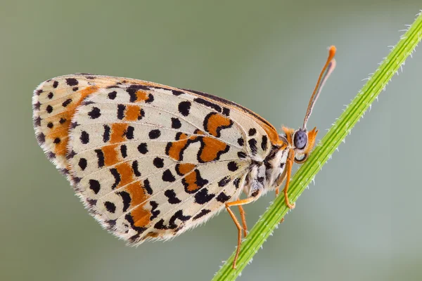 Melitaea Didyma mariposa —  Fotos de Stock