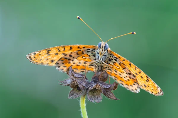 Melitaea Didyma  butterfly — Stock Photo, Image