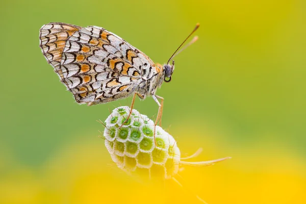 Melitaea Didyma  butterfly — Stock Photo, Image