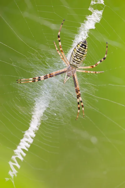 Argiope bruennichi паук — стоковое фото