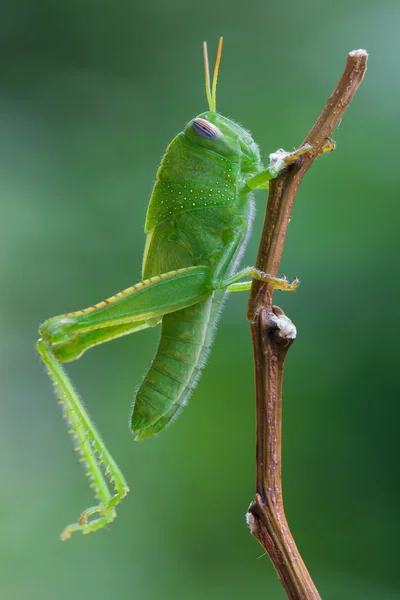 Grasshopper on plant — Stock Photo, Image