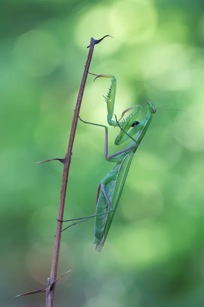 European mantis on plant — Stock Photo, Image