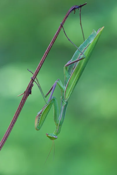 European mantis on plant — Stock Photo, Image
