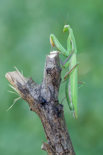 Mantis europea en planta —  Fotos de Stock