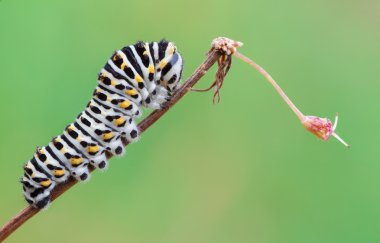Papilio machaon tırtıl