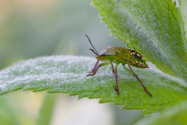 Nezara viridula — Stockfoto