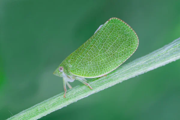 Acanalonia 尖顶 — 图库照片