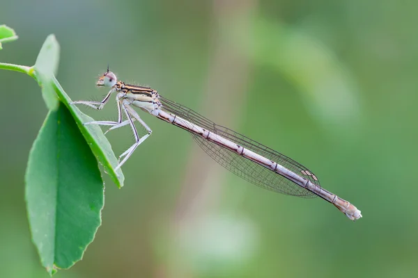 Platycnemis pennipes femeie — Fotografie, imagine de stoc