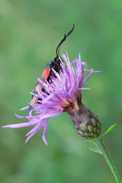 Zygaena filipendulae — Photo