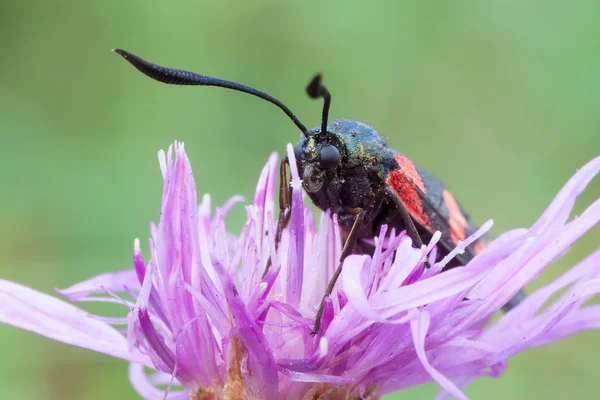 Zygaena filipendulae — Foto Stock