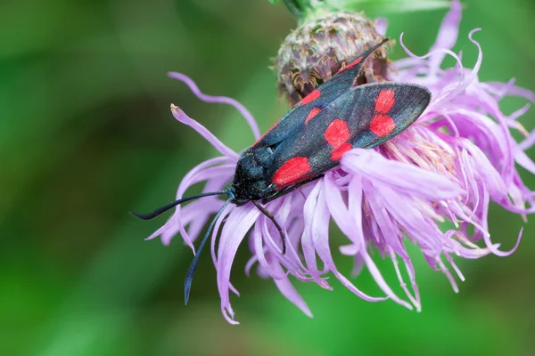 Zygaena filipendulae — Fotografia de Stock