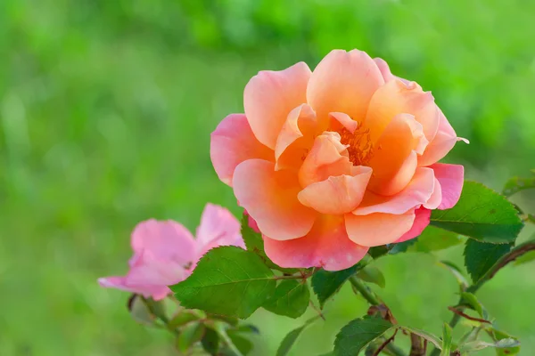 Rose — Stock Photo, Image