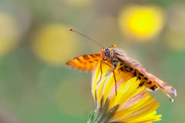 Argynnis niobe — Foto Stock