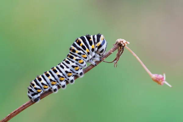 Papilio machaon Raupe — Stockfoto