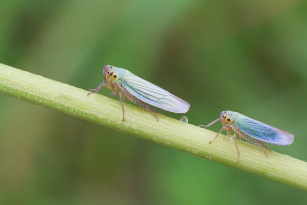 Cicadella viridis — Fotografia de Stock