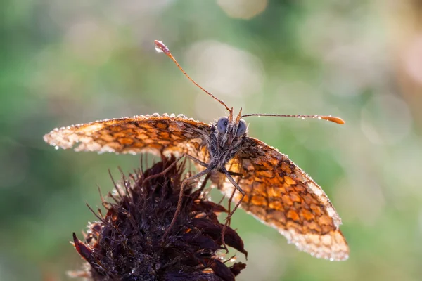 Melitaea athalia — Stock Photo, Image