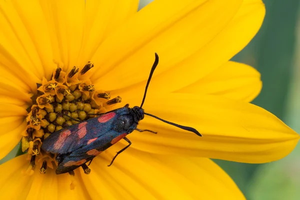 Zygaena filipendulae — Stockfoto