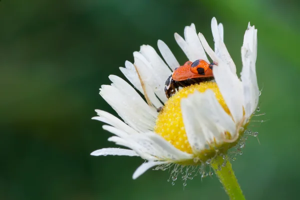 Coccinelle — Photo