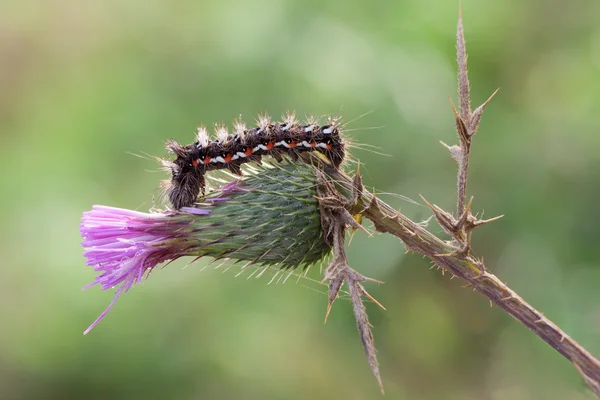 Akronicta rumicis — Stockfoto